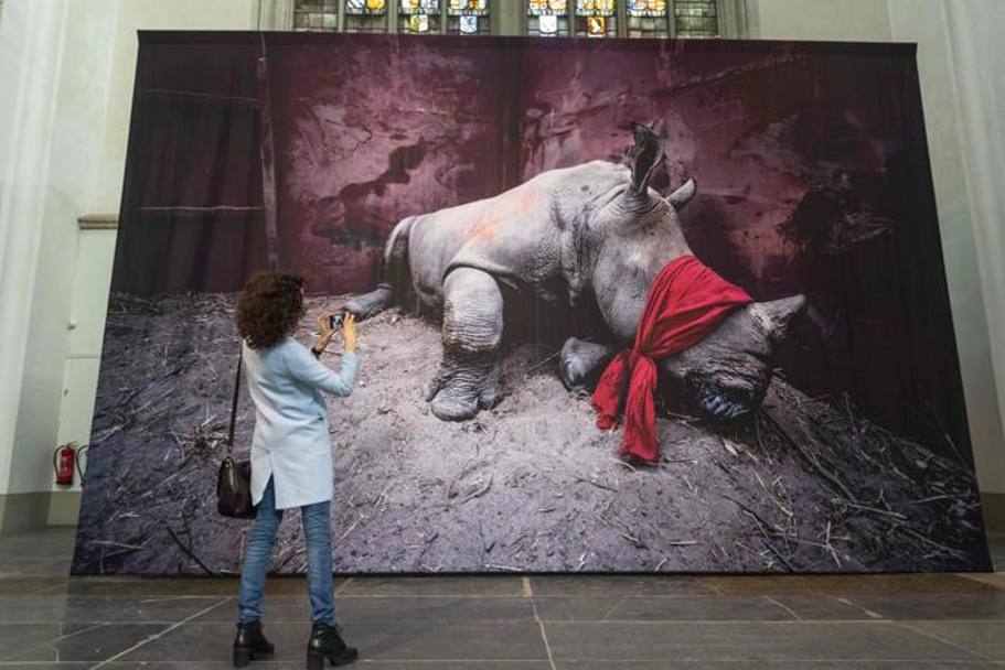 Un&#39;altra delle foto vincitrici del World Press Photo Award 2018, raffigurante un rinoceronte bianco drogato e bendato, foto proveniente dal Botswana. Afp